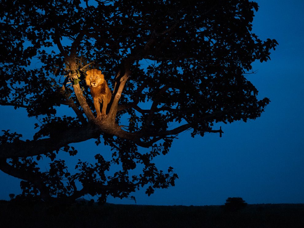 990x742, 118 Kb / лев, дерево, ночь