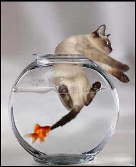 268x328, 9 Kb / Рыба, кот, аквариум, вода, укус