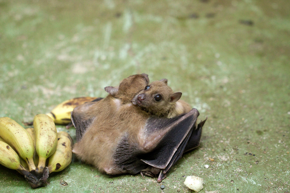 999x666, 248 Kb / летучая мышь, банан,