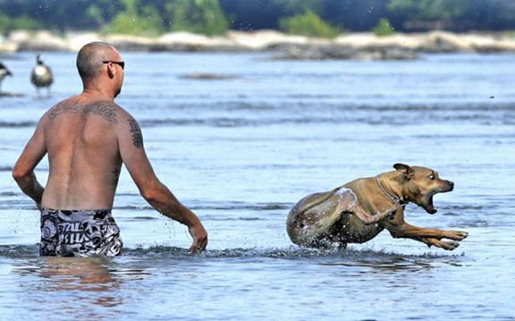 576x359, 53 Kb / собака, мужик, вода, ходить по воде