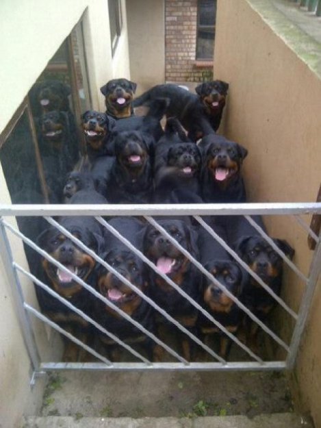 469x625, 51 Kb / ротвейлер, собака, калитка, открыто