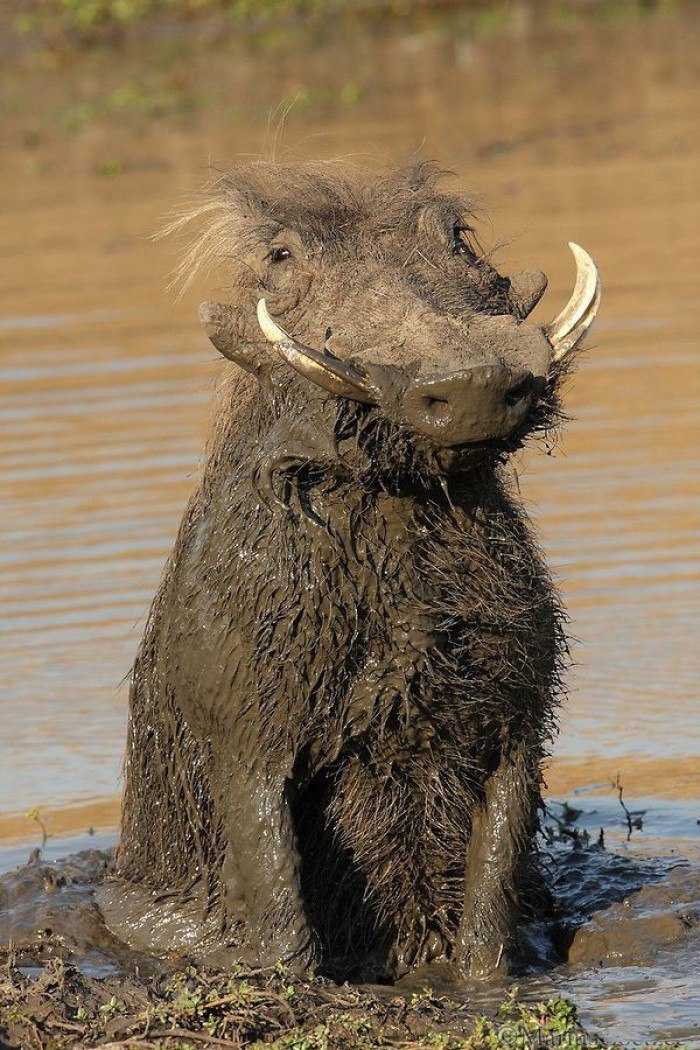 700x1050, 212 Kb / свинтус, бородавочник, грязь, болото, пумба, счастье