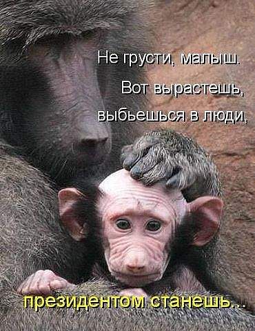 370x480, 47 Kb / шимпанзе, мать, детёныш, уши, лысина, ласка, обезьяны, президент