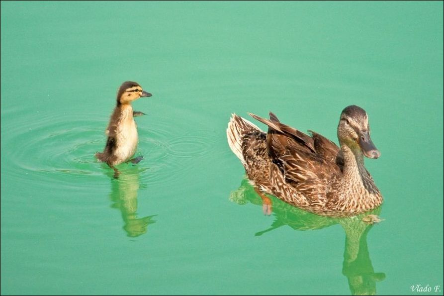 893x595, 57 Kb / утки, птенец, вода, догоняет