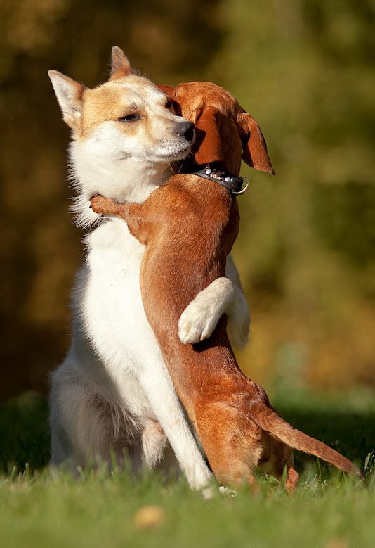 534x779, 114 Kb / собака, трава, обнимашки