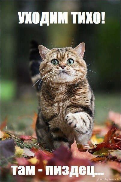 403x604, 47 Kb / котэ, смешной, милашка