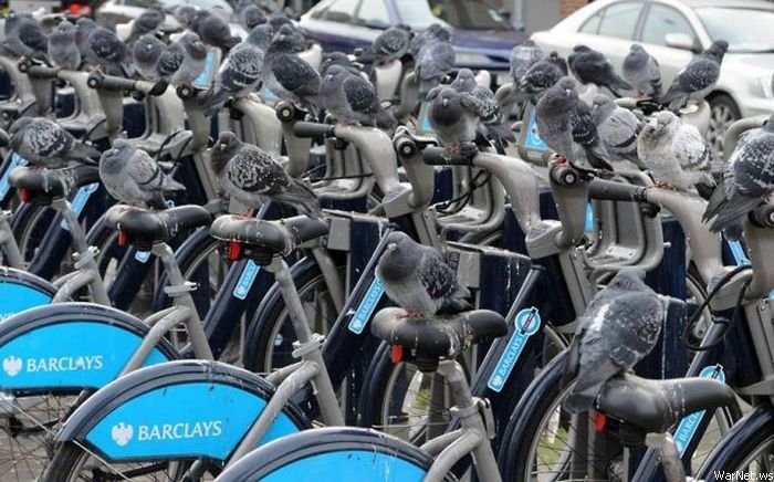 700x436, 129 Kb / Голуби, велосипед