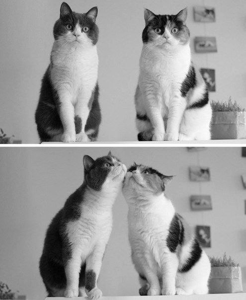 495x604, 44 Kb / коты, любовь, ч/б