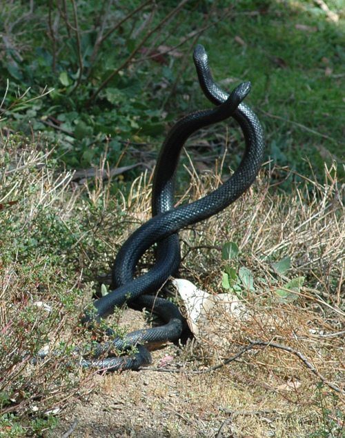 500x635, 268 Kb / змея