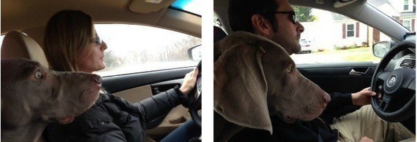 604x206, 31 Kb / руль, собака, БМВ, водитель