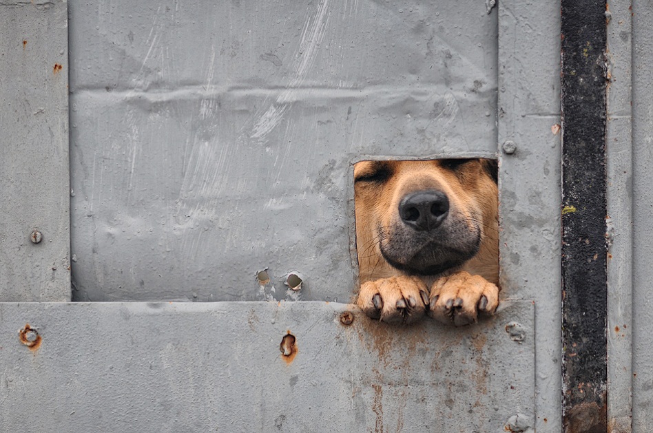 948x629, 242 Kb / собака, лапы, дыра, квардат