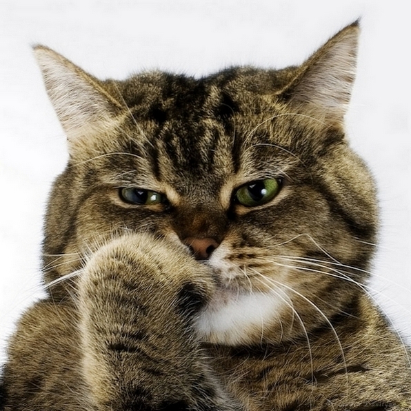 596x596, 293 Kb / кот, усы, лапа, уши