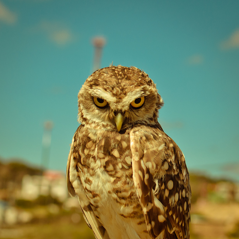 800x800, 279 Kb / Сова, взгляд, глаза