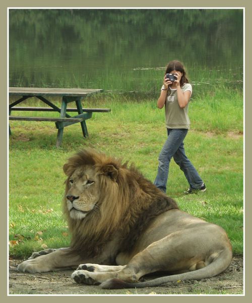 500x601, 55 Kb / лев