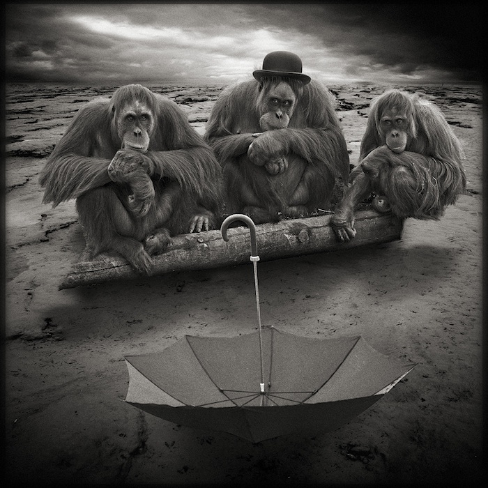 700x700, 196 Kb / обезьяна, бревно, зонт