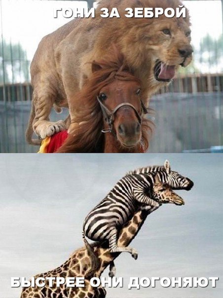 452x604, 59 Kb / звери, лев, жираф, зебра