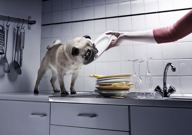 637x450, 95 Kb / собака, тарелки, лижет