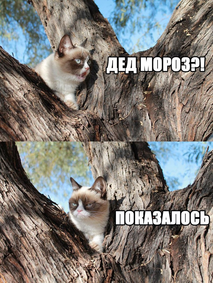 700x932, 290 Kb / Тард, Grumpy Cat, Дед Мороз, комикс, дерево, показалось, кошка, кот