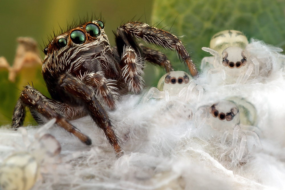 1000x667, 247 Kb / паук