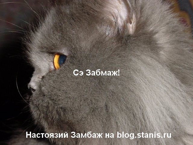 640x480, 95 Kb / кот, блог