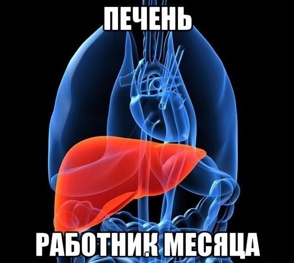 590x527, 50 Kb / анатомия, печень, работник, лучший