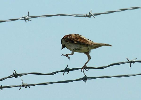 599x424, 20 Kb / воробей, колючая проволока