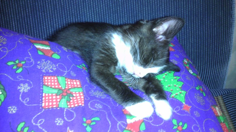 807x454, 94 Kb / котенок, подушка, сон