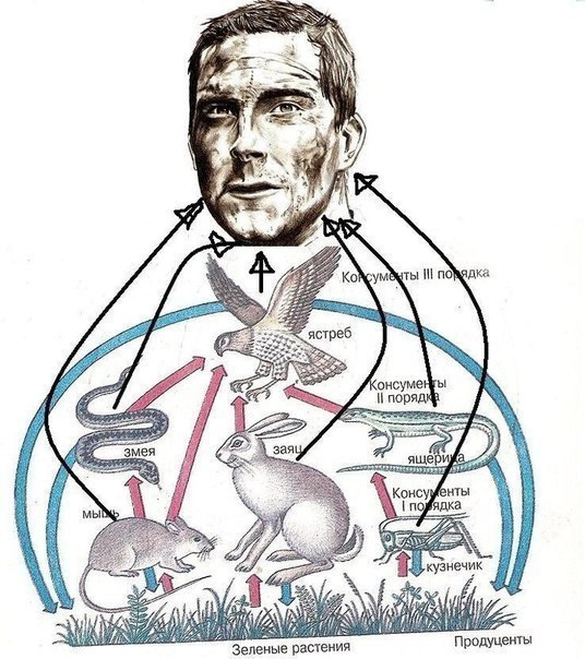 536x604, 92 Kb / Беар Гриллс, пищевая цепочка