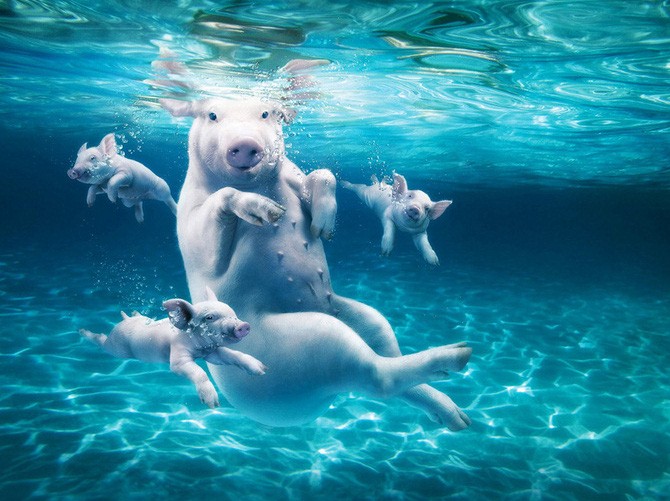 670x501, 101 Kb / свинья, поросята, под водой