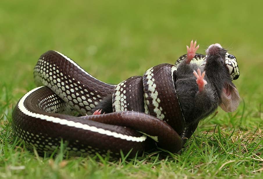 905x615, 90 Kb / змея, крыса, трава