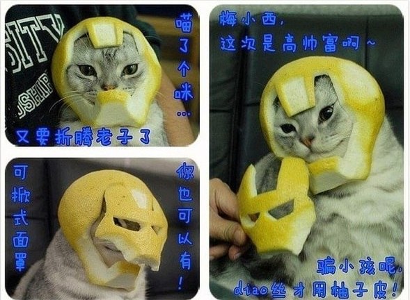 589x432, 72 Kb / девайс, шлем, кот