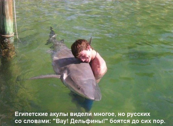 604x438, 53 Kb / египет, акулы, русские, дельфины