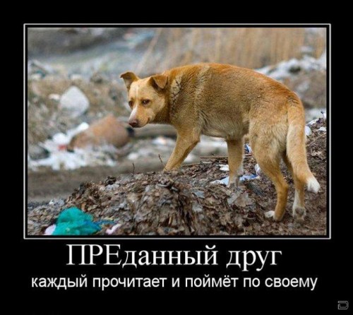 500x446, 55 Kb / собака, демотиватор, текст