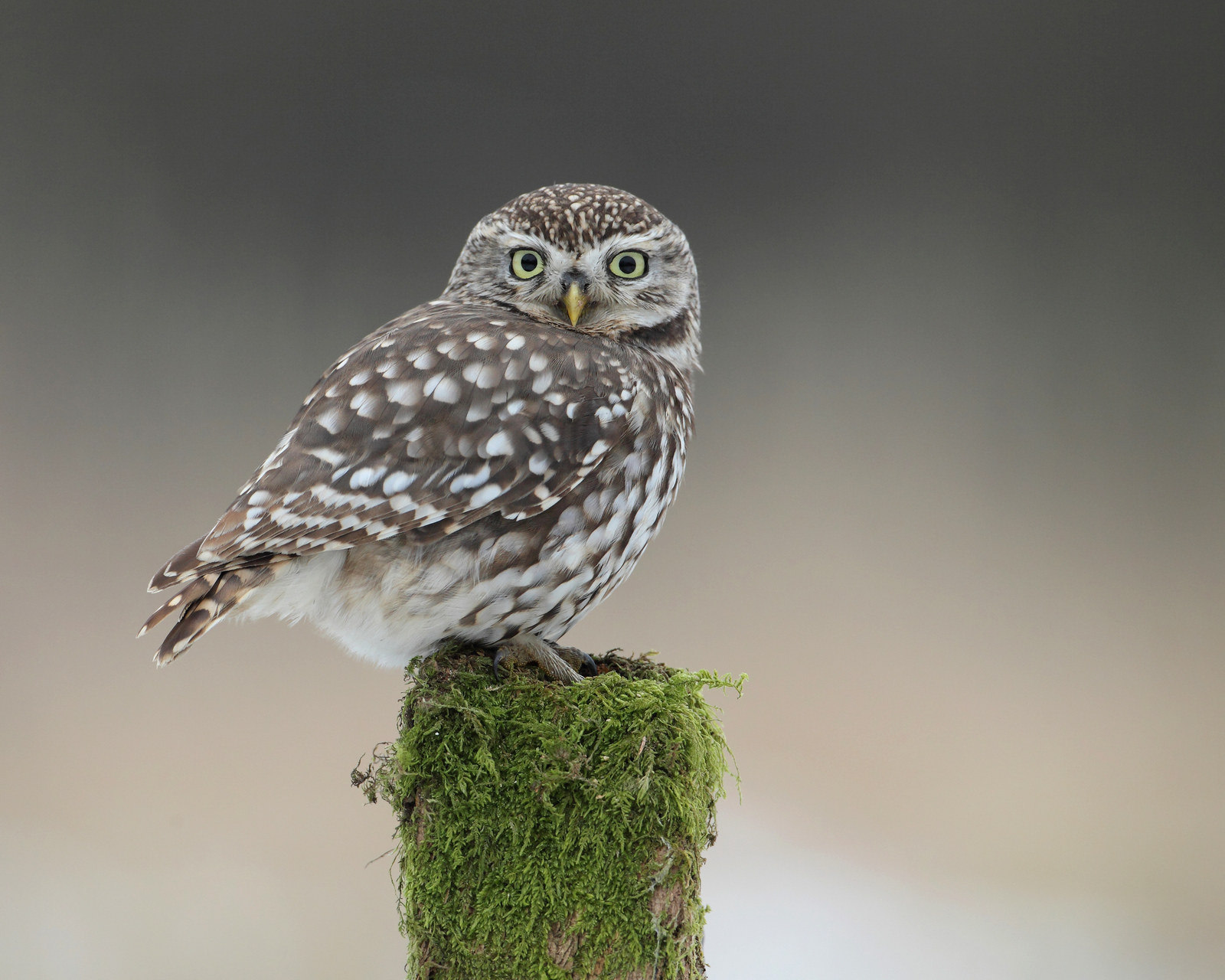 1600x1280, 297 Kb / зима, сова, мох, взгляд