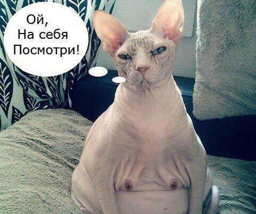 525x440, 72 Kb / кот, лысый, египетский, на себя посмотри