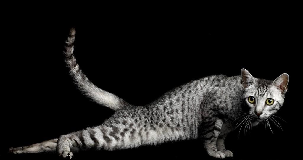 1024x541, 44 Kb / котэ, отжался