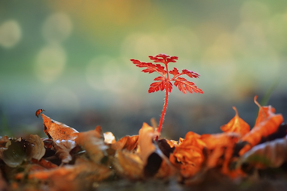 945x629, 140 Kb / росток, листья, божья коровка