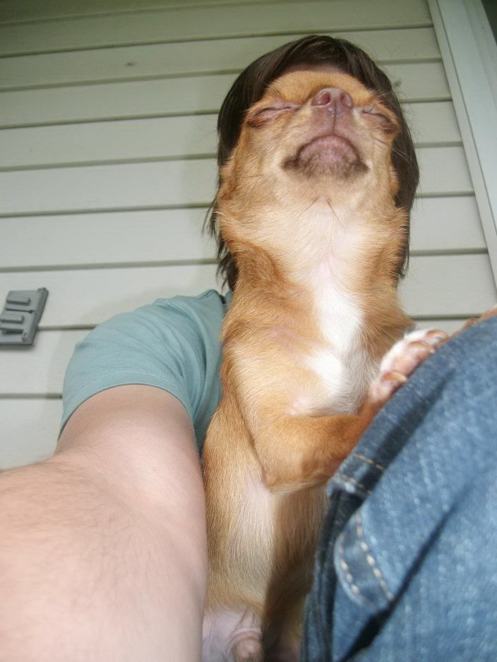 704x938, 128 Kb / собака, рука, рожа