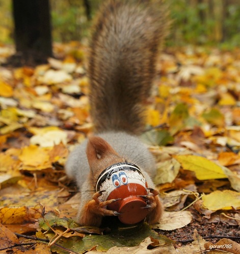 471x500, 91 Kb / белка, чашка, листья, лес, хвост, глаза