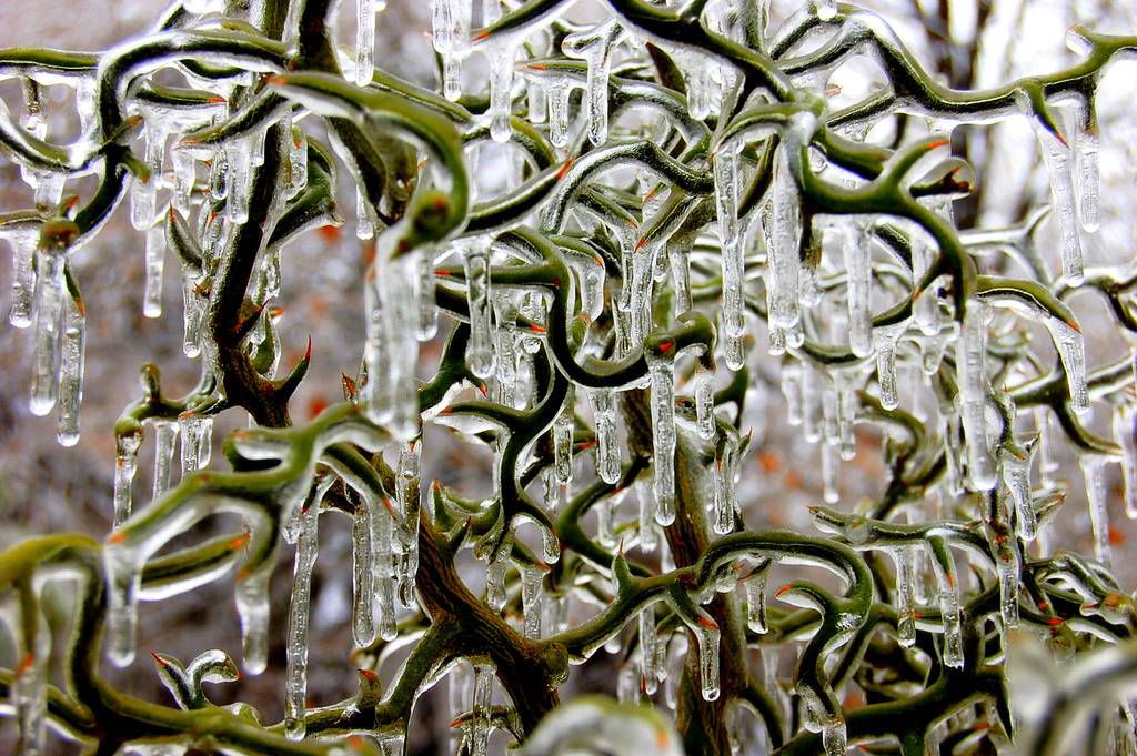 1024x681, 155 Kb / куст, сосульки, лед, капля