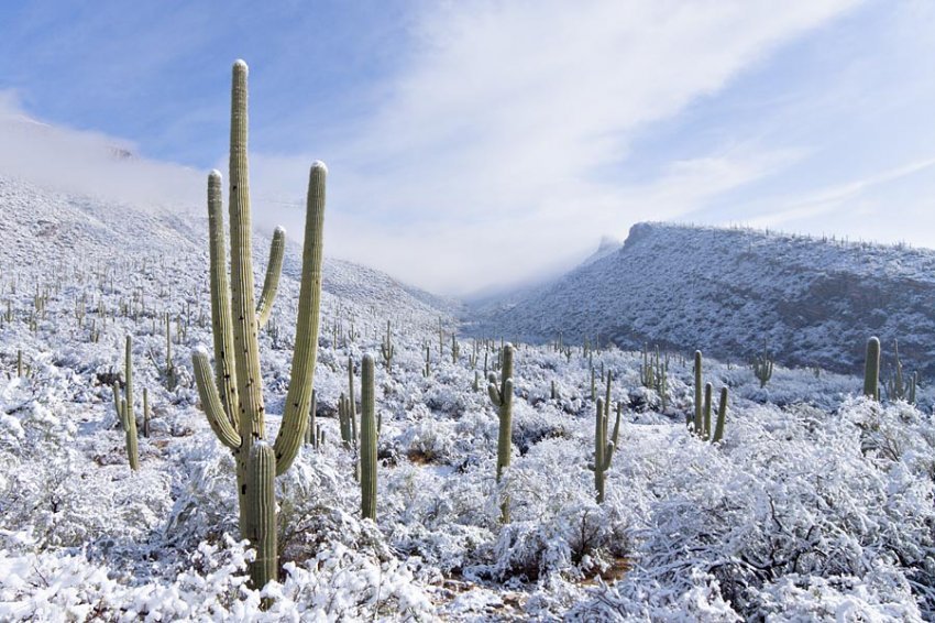 850x566, 130 Kb / снег, каньон, кактусы