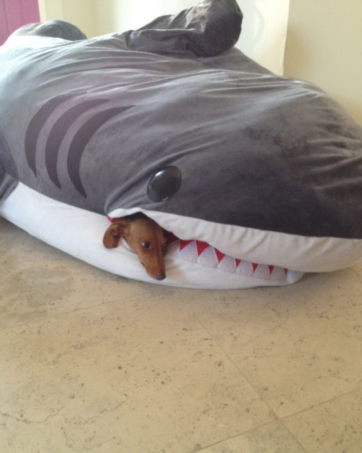 705x883, 133 Kb / акула, собака, подушка, пасть