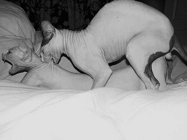 604x453, 34 Kb / кот, кошка, сфинксы, порно, укус, ч/б