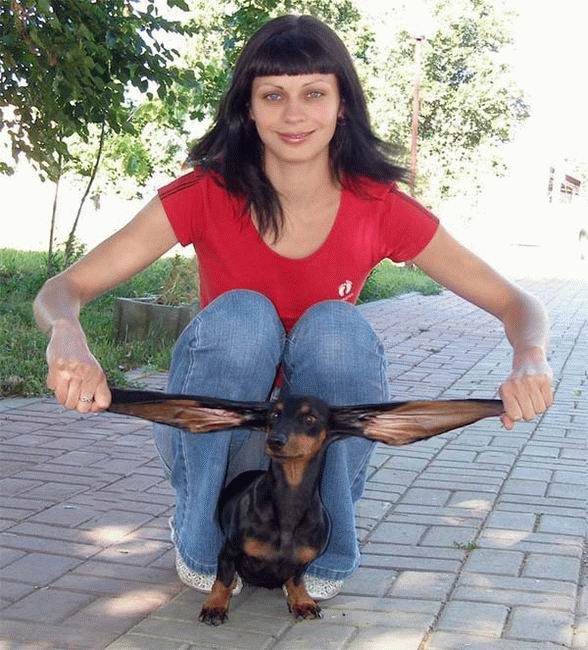 588x650, 80 Kb / такса, уши