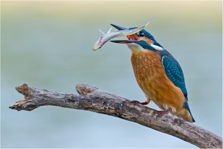 950x634, 289 Kb / зимородок, рыбка, сучок, ест