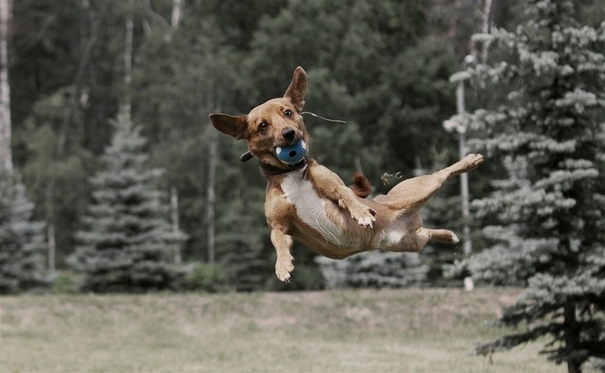 882x545, 299 Kb / собака, мяч, прыжок, лес, опушка