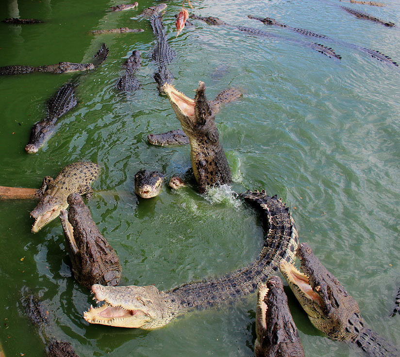 824x737, 282 Kb / крокодилы, пасть, еда, кормежка