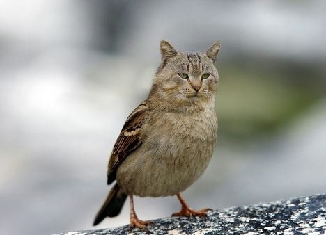 468x338, 22 Kb / кот, воробей, воркот, котобей, фотожаба, макро, штырит