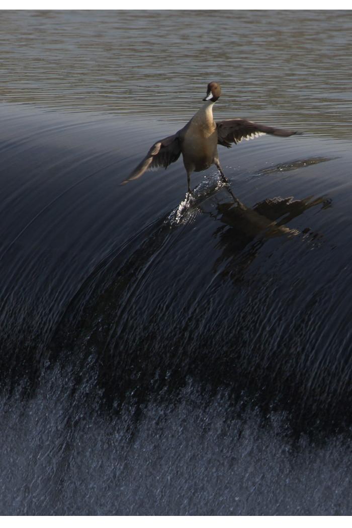 700x1049, 85 Kb / Утка, волна, серфинг