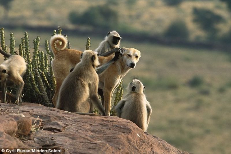 800x535, 68 Kb / пес, обезьяны